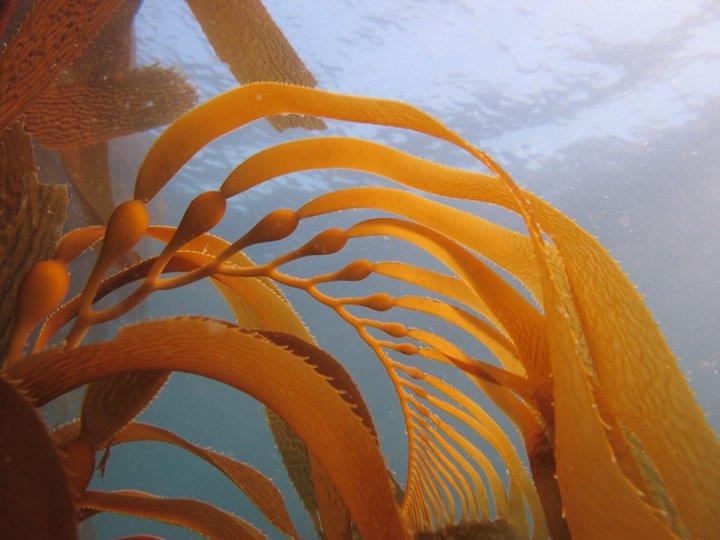 kelp fan