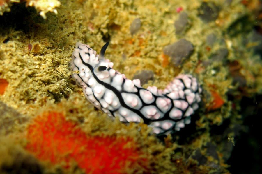 nudi