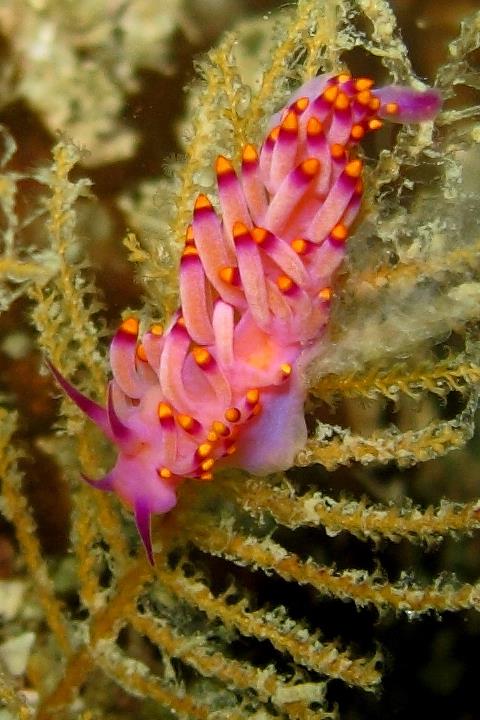 tiny nudi, 1/2" long