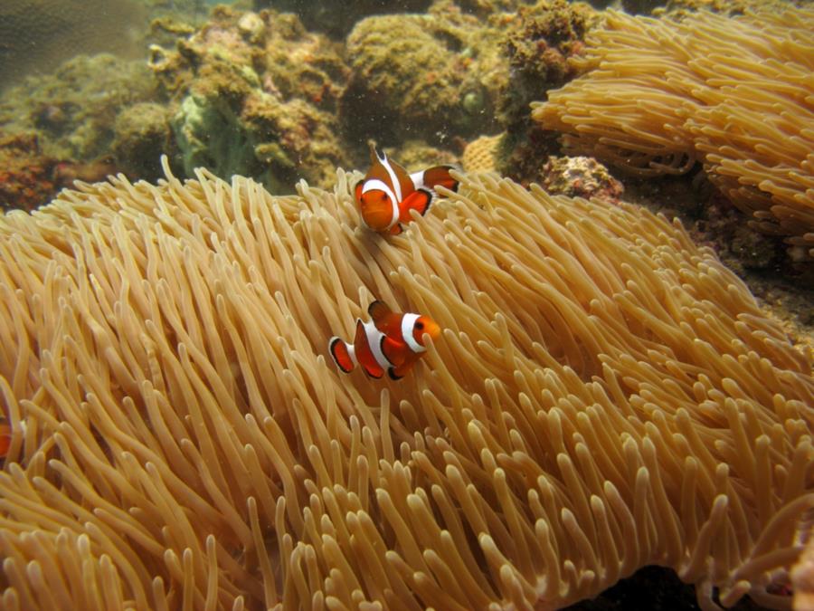 nemo & friend