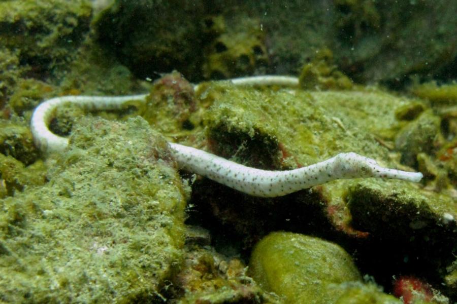 pipefish