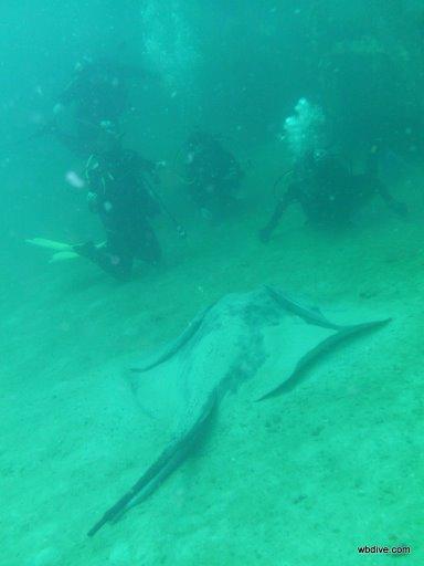 Great Southern Stingray