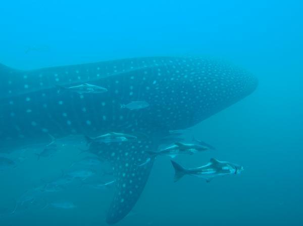 Whale Shark!