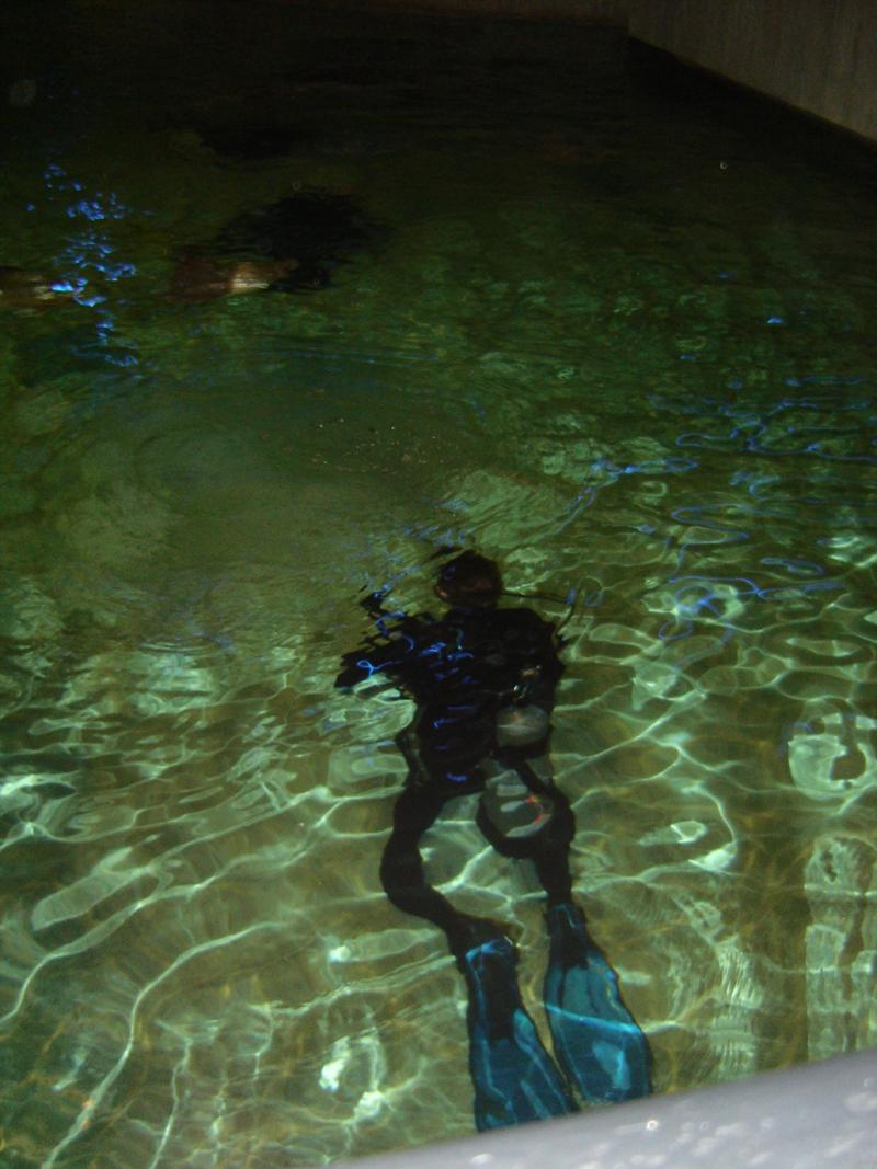 Hovering in the National Aqaurium