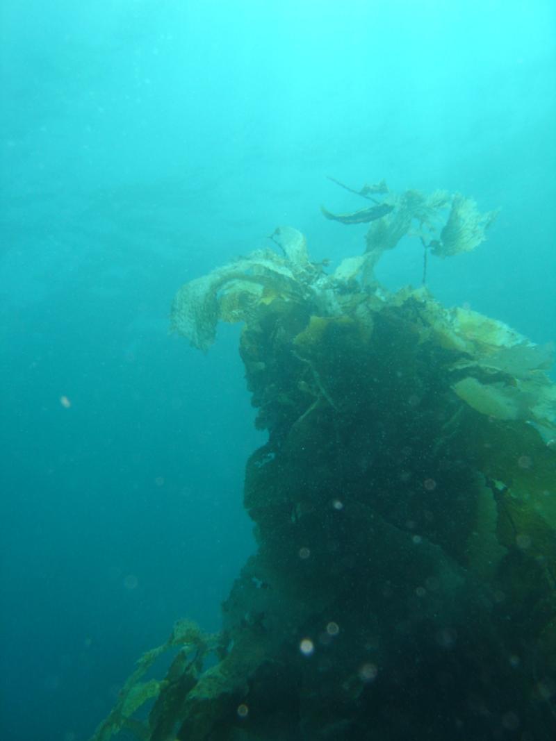 Catalina Kelp