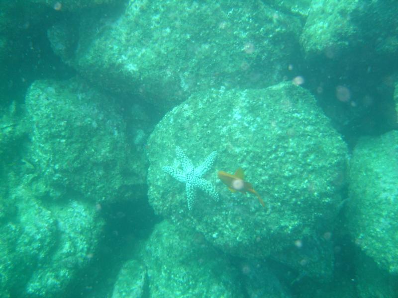 Catalina Starfish