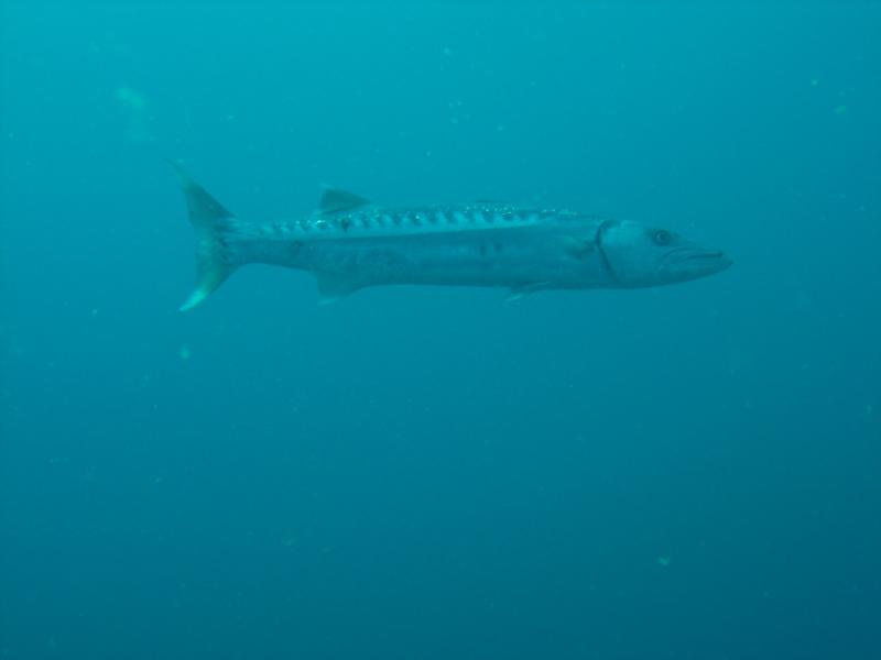 OBX Barracuda