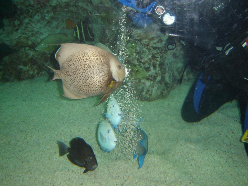 Fish of the National Aquarium 