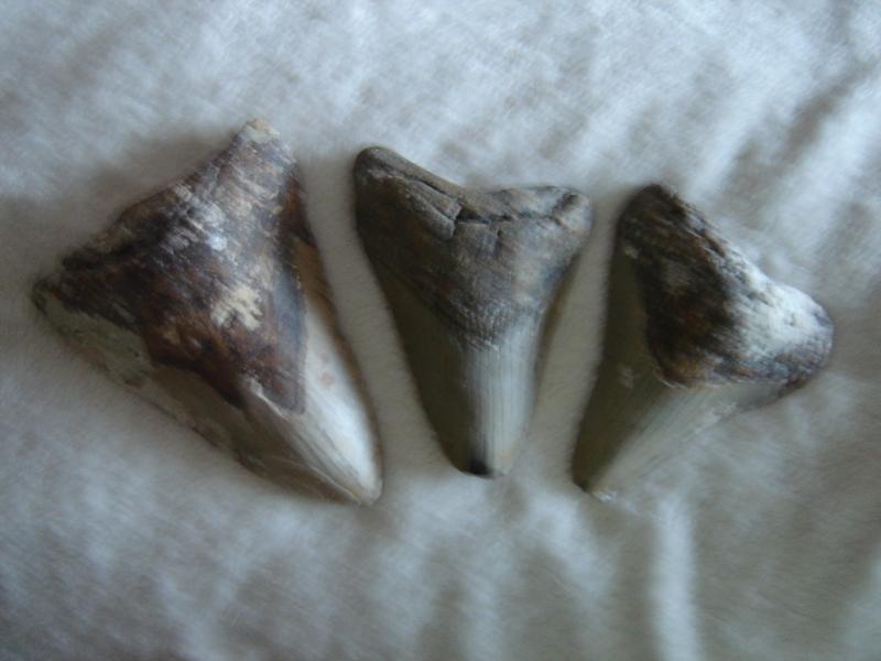 Megalodon Teeth