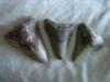 Megalodon Teeth