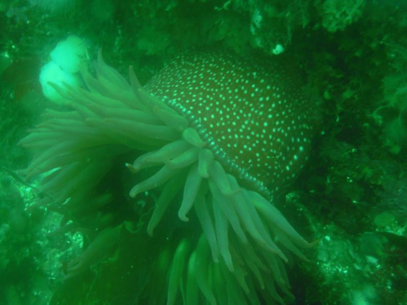 anenome in bc