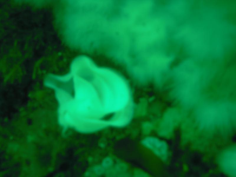 nudibranch, bc