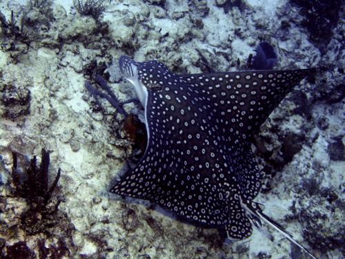 Spotted Eagle ray  Cozumel