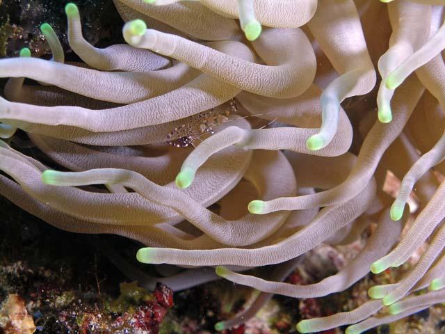 spotted cleaner shrimp