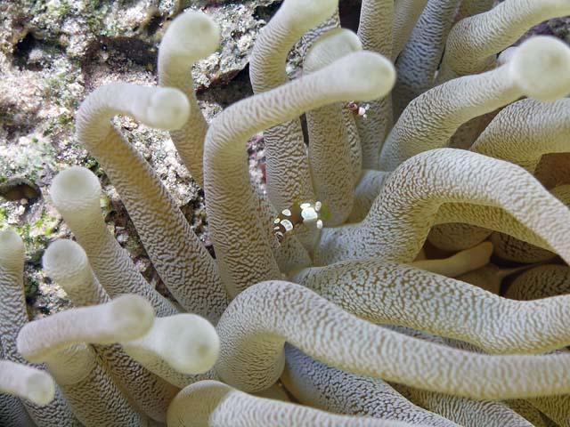 squat anenome shrimp - Cozumel