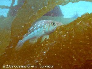 Fish in Kelp: Catalina