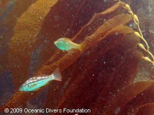 Buncho Fish