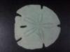 Sand Dollar