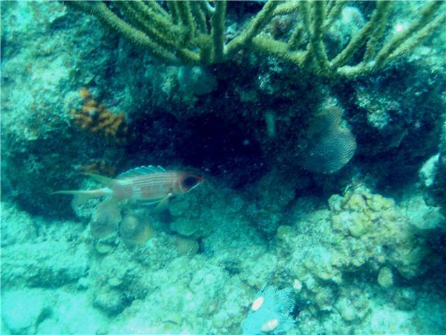 Wreck of the Rhone, Salt Island, BVI