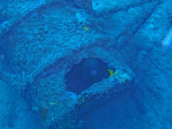 Nordby wreck off Raiatea, at bow, Moray eel in drum