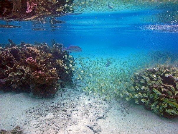 Lagoon photo, note tunas hanging with school