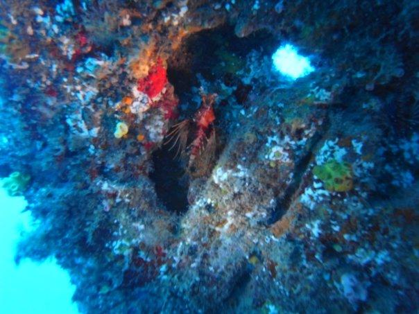 Scorpion fish, wreck of the Nordby