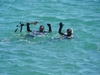Marine Land Dive