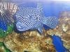 That`s one of my kids Happy the spotted puffer and the Lion fish is Rocky 