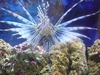 A LION FISH I GOT HIM WHEN HE WAS SO SO TINY NOW HE`S HUGE ( HIS NAME IS ROCKY!}