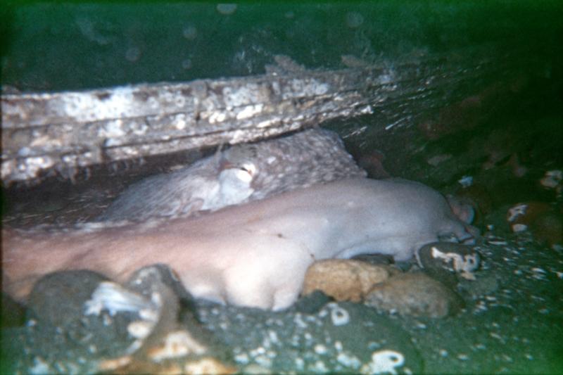 octopus, Puget Sound