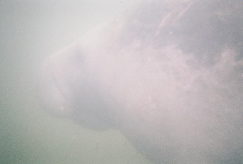 Manatee