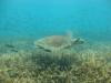 Hawksbill Turtle, Tioman Malaysia