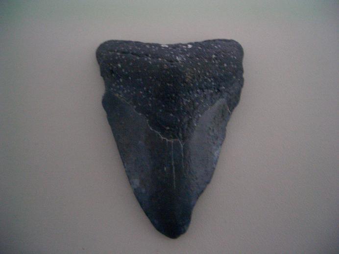 My Prized Find, Megladon Tooth Fossil, Tampa, FL