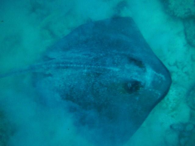 Key Largo Dive