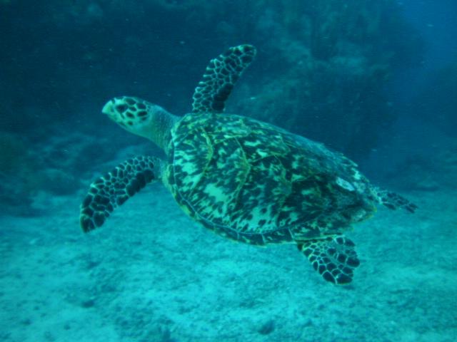 Key Largo Dive