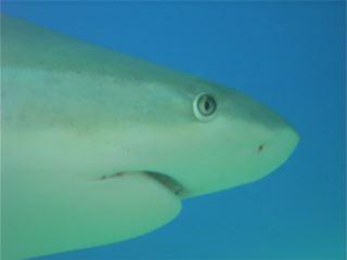 Shark Dive in St. Maarten