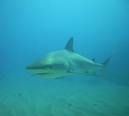 Shark Dive, St. Maartin