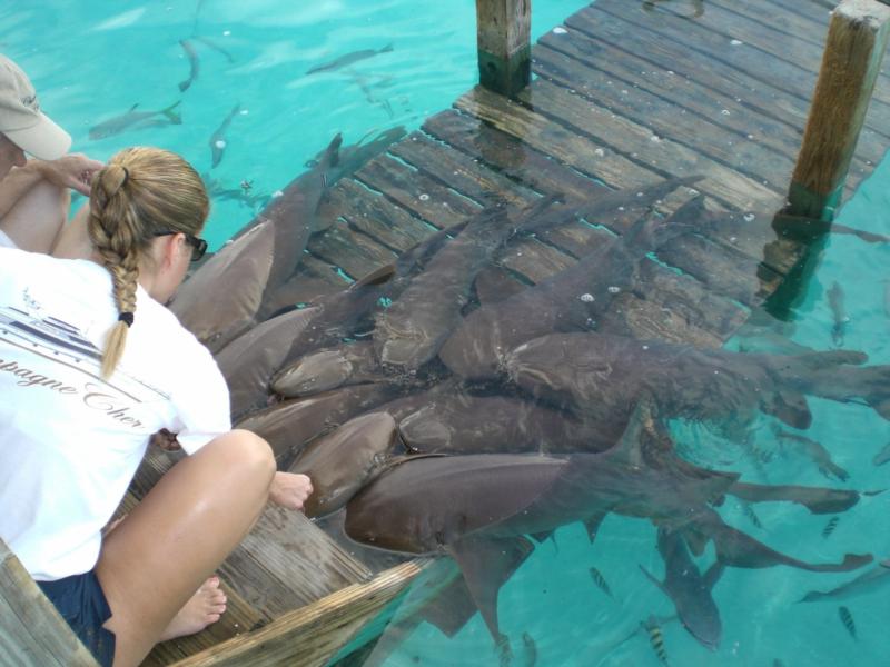 Nurse Sharks in Compass Cay