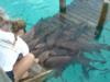 Nurse Sharks in Compass Cay