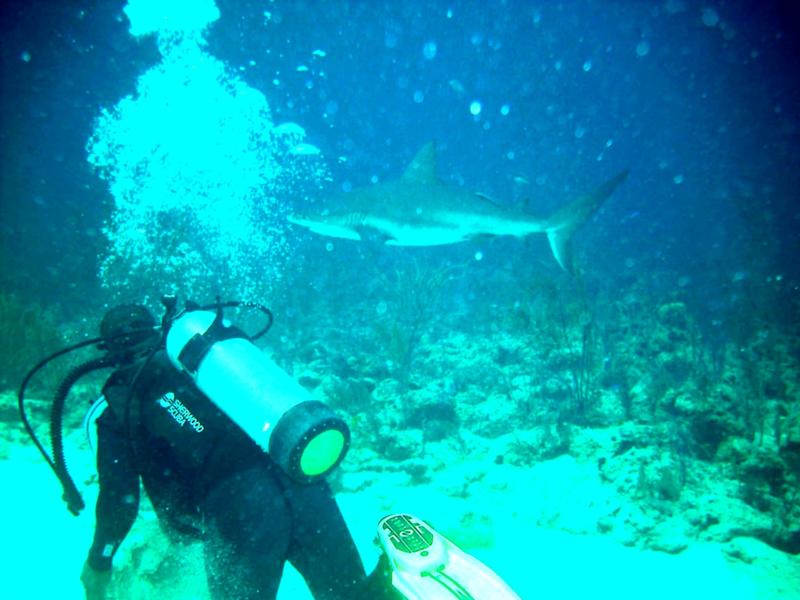 Bahama diving