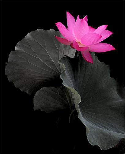 Lotus