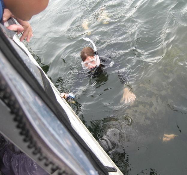 Snorkeling with a Manatee