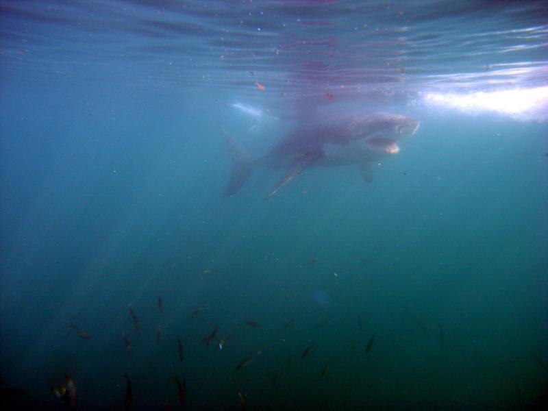 Withe shark South Arica 2010 (2)