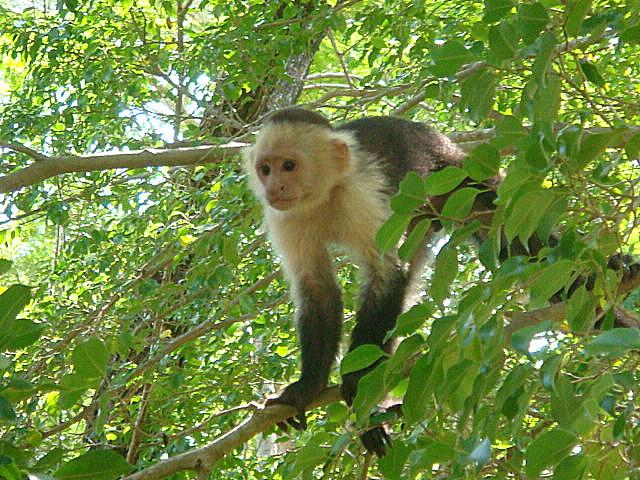 MONKEY 