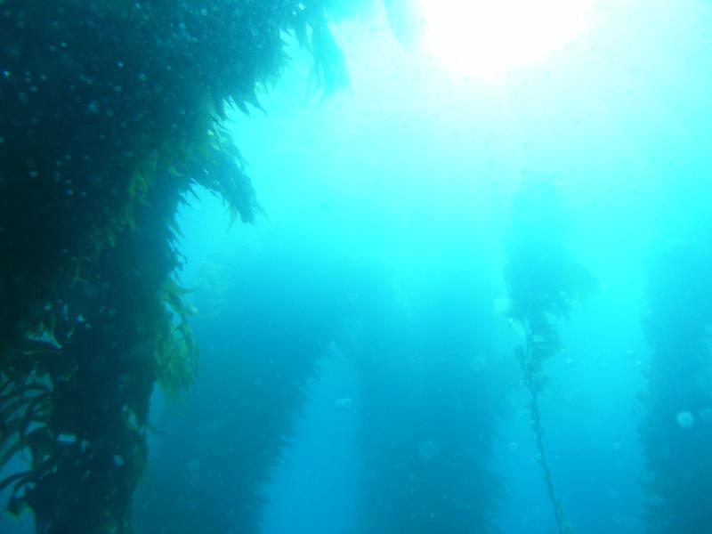 Kelp at Catalina Island