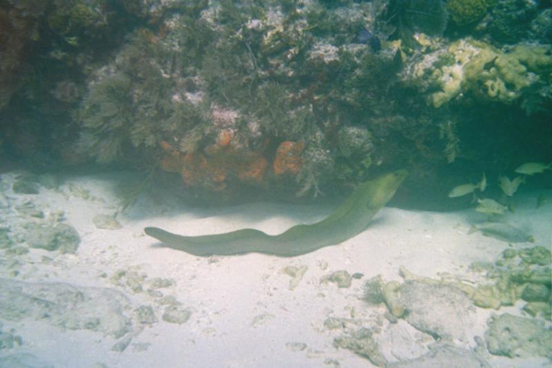 Green Moray - Key Largo