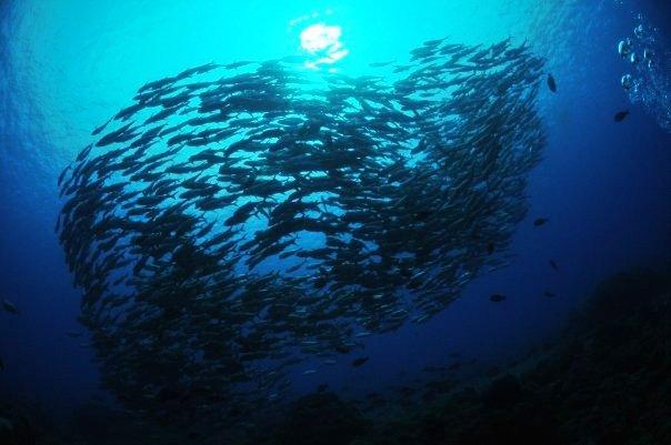 School of Jacks, Tubbataha Reefs, Philippines