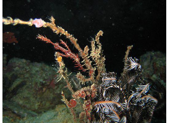 Ghost Pipefish, Boracay Island Philippines