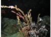 Ghost Pipefish, Boracay Island Philippines