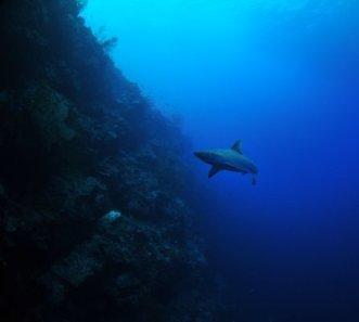 Grey Reef Shark, Tubbataha Reefs Philippines